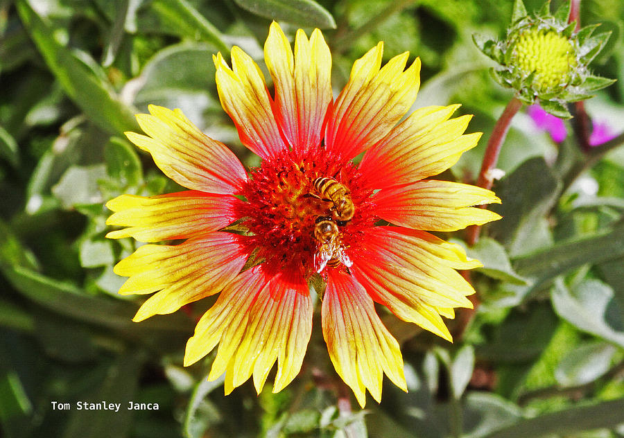 Honey Bees On Flower Photograph by Tom Janca Honey Bees On Flower Photograph by Tom Janca
