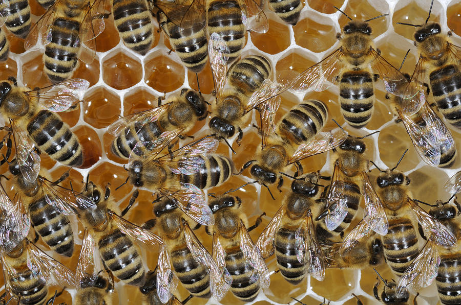 Honey Bees On Full Honeycomb Photograph by Heidi & Hans-Juergen Koch