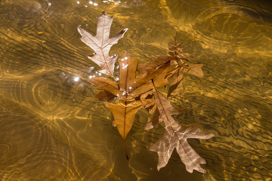 Honey Colored Sun Flares - Oak Leaves Floating in a Fountain Photograph by Georgia Mizuleva