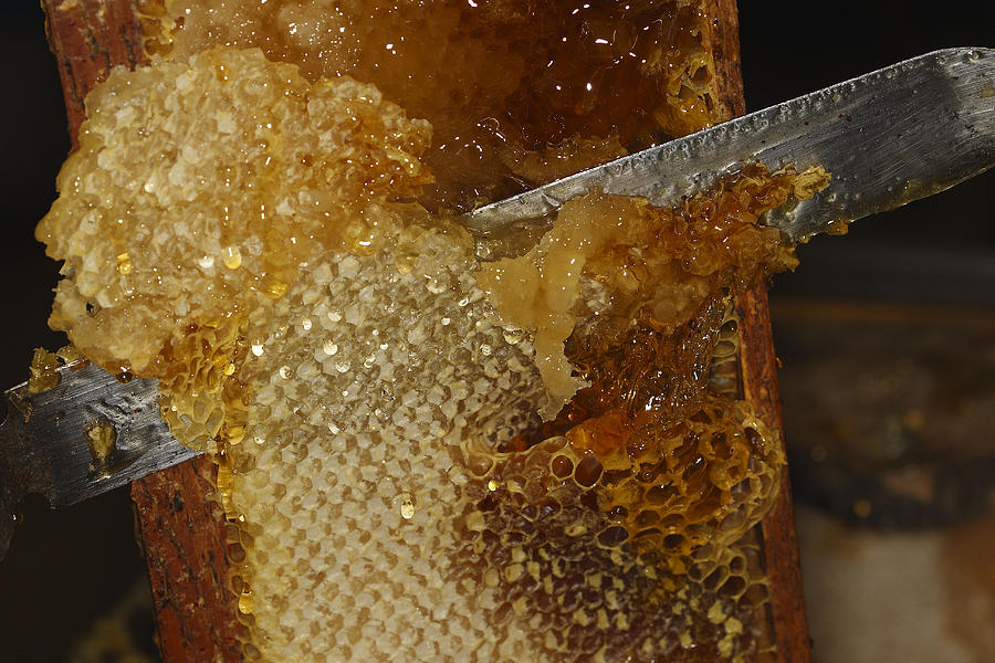 Honey Comb Photograph by M. Watson