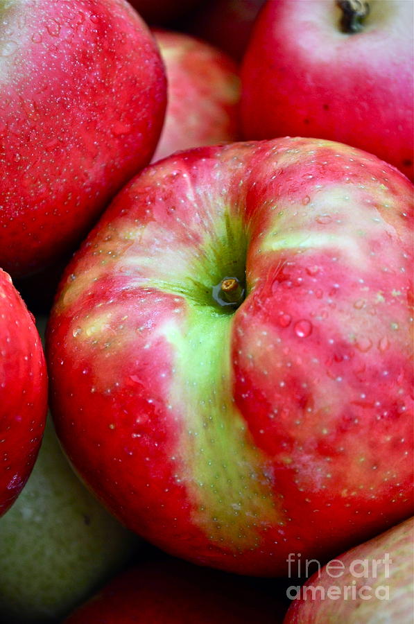 Honey Crisp Apples Photograph by Gwyn Newcombe