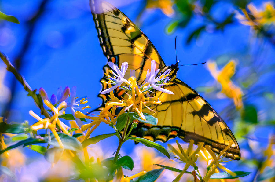 Butterfly Photograph - Honey Dipper by Brian Stevens