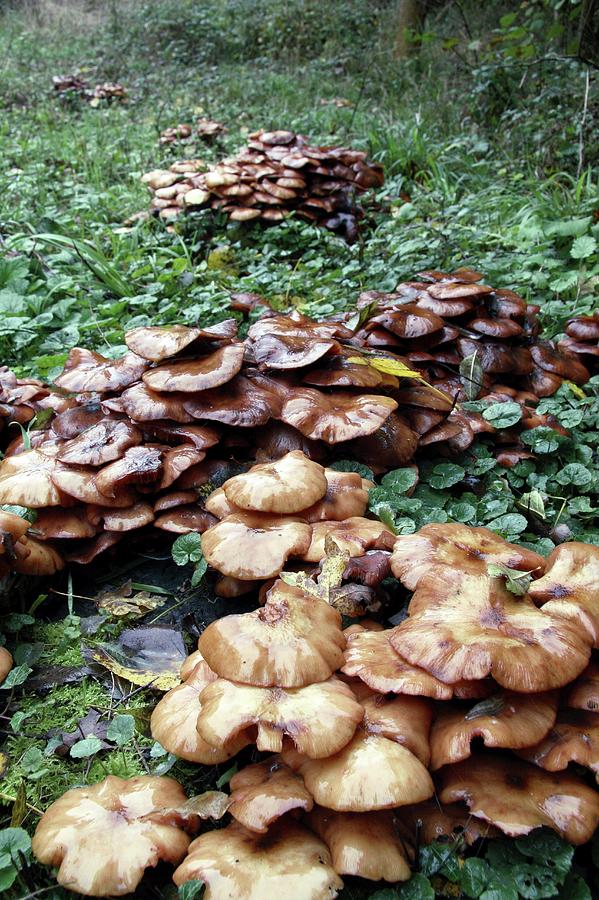 Honey Fungus (armillaria Mellea) Photograph by Chris Dawe/science Photo ...