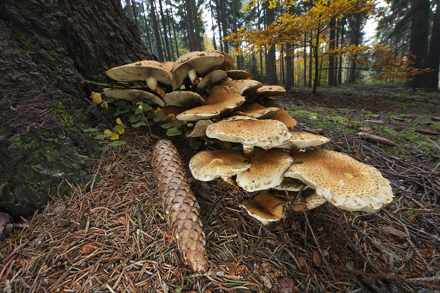 Honey Fungus Mushrooms And Pine Cone Photograph by Duncan Usher