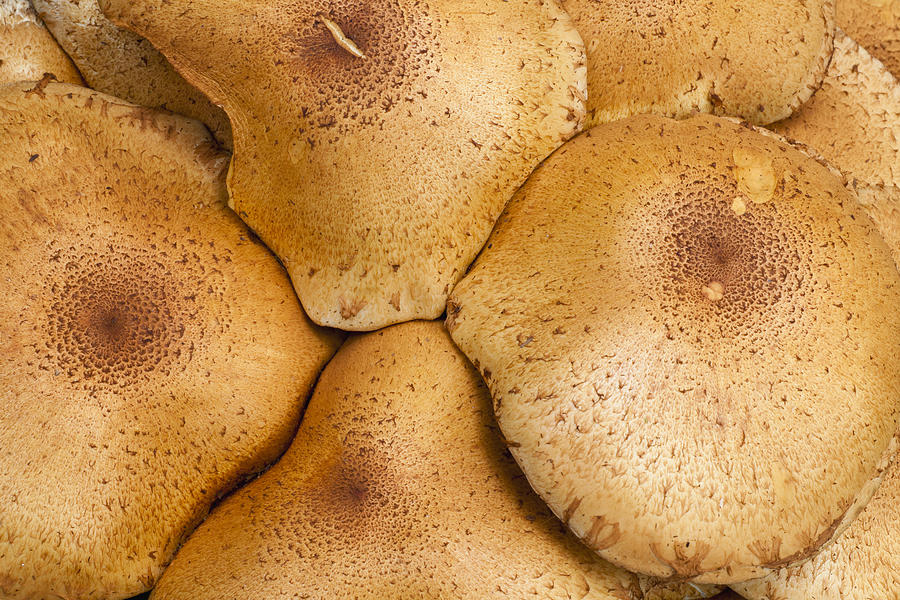 Honey Fungus Mushrooms Germany Photograph by Duncan Usher