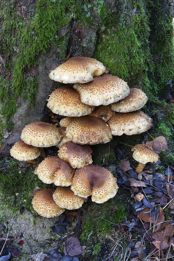 Honey Fungus Mushrooms On Tree Photograph by Duncan Usher