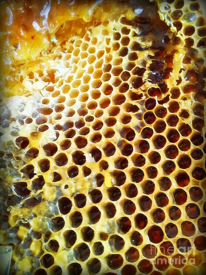 Honeycomb Photograph - Honey Honey by Kristine Nora