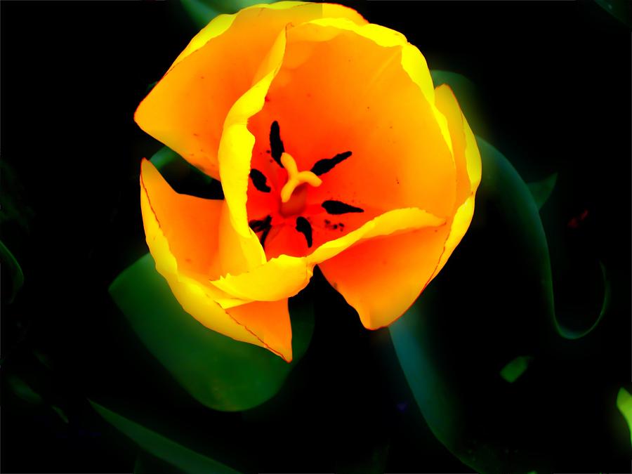 Tulip Photograph - Honey by Mary Ann Southern