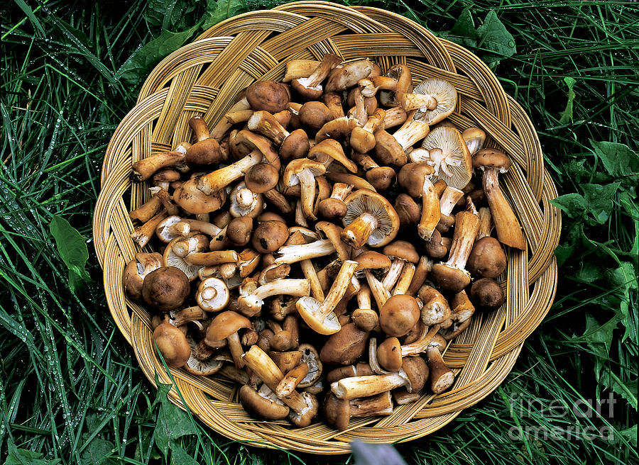 Honey Mushrooms Photograph by Michael P. Gadomski