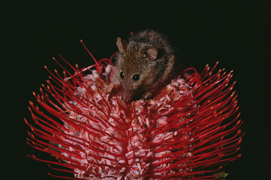 Honey Possum Feeding On Scarlet Banksia Photograph by Gerry Ellis