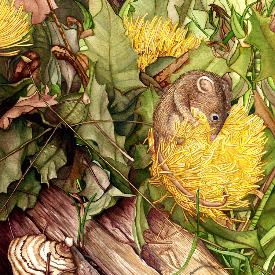 Dryandra Painting - Honey Possum in Dryandra by Suzannah Alexander Dryandra Painting - Honey Possum in Dryandra by Suzannah Alexander