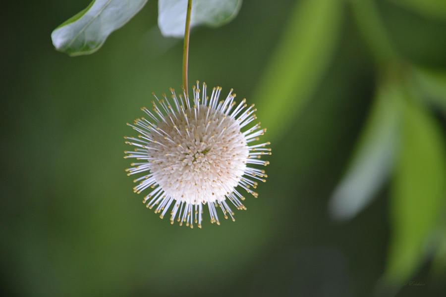 Honeyball Buttonbush Cephalanthus Occidentalis Photograph By Roy Erickson Fine Art America