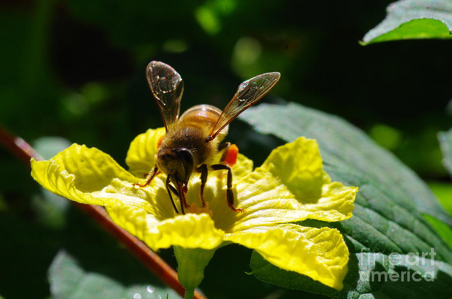 Honeybee 2 Photograph by Don Youngclaus