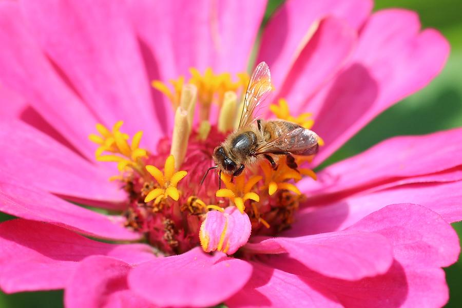 Honeybee 217 and Zinnia Photograph by Lucinda VanVleck