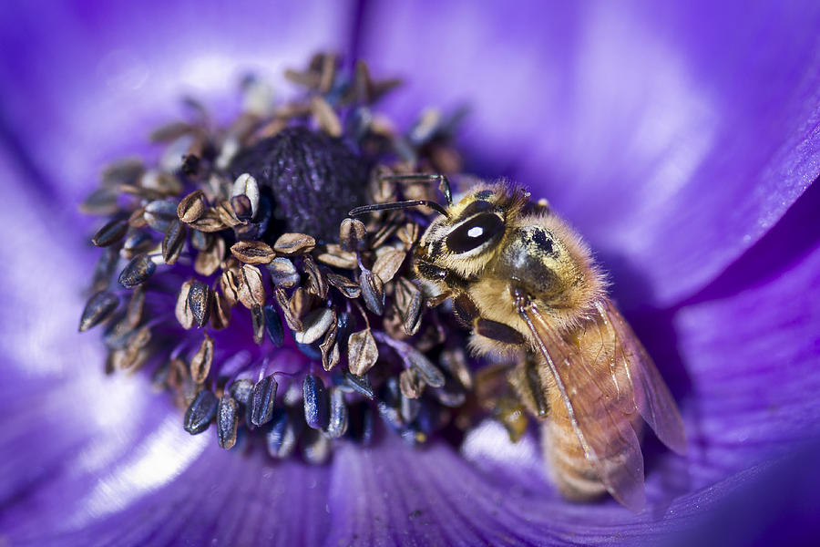 Nature Photograph - Honeybee And Anemone  by Priya Ghose