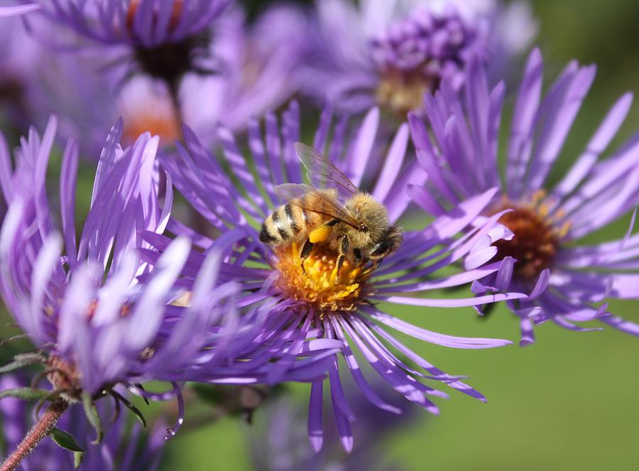 Honeybee and Aster Photograph by Lucinda VanVleck