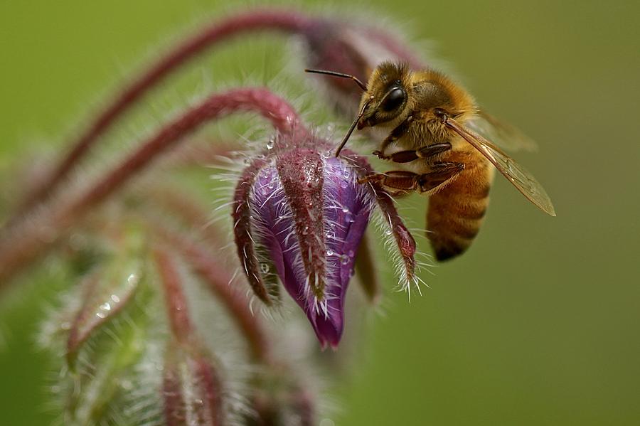 Honeybee and Borage Blossom Photograph by Catia Juliana