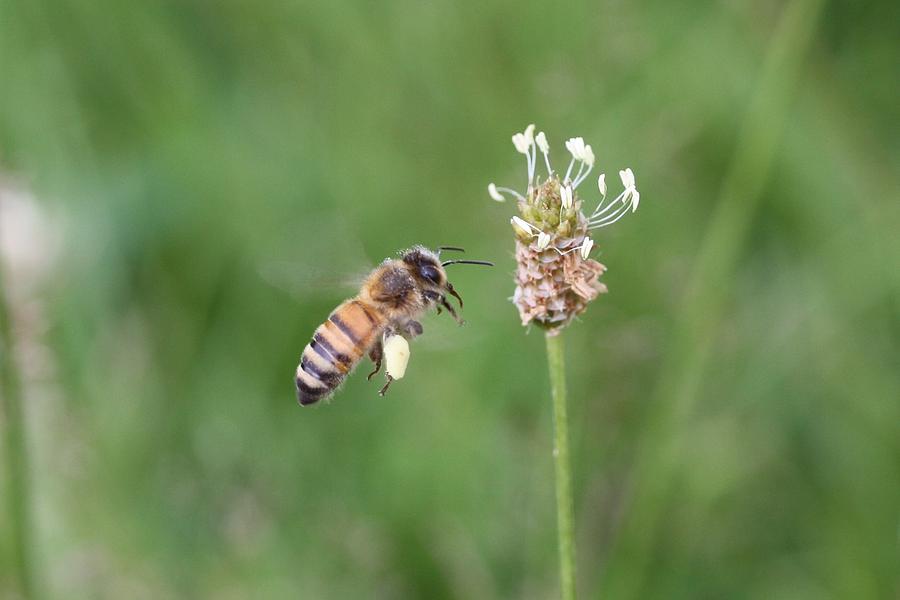 Honeybee and English Plantain Photograph by Lucinda VanVleck