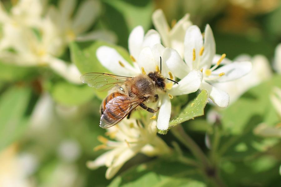 Honeybee and Honeysuckle Photograph by Lucinda VanVleck