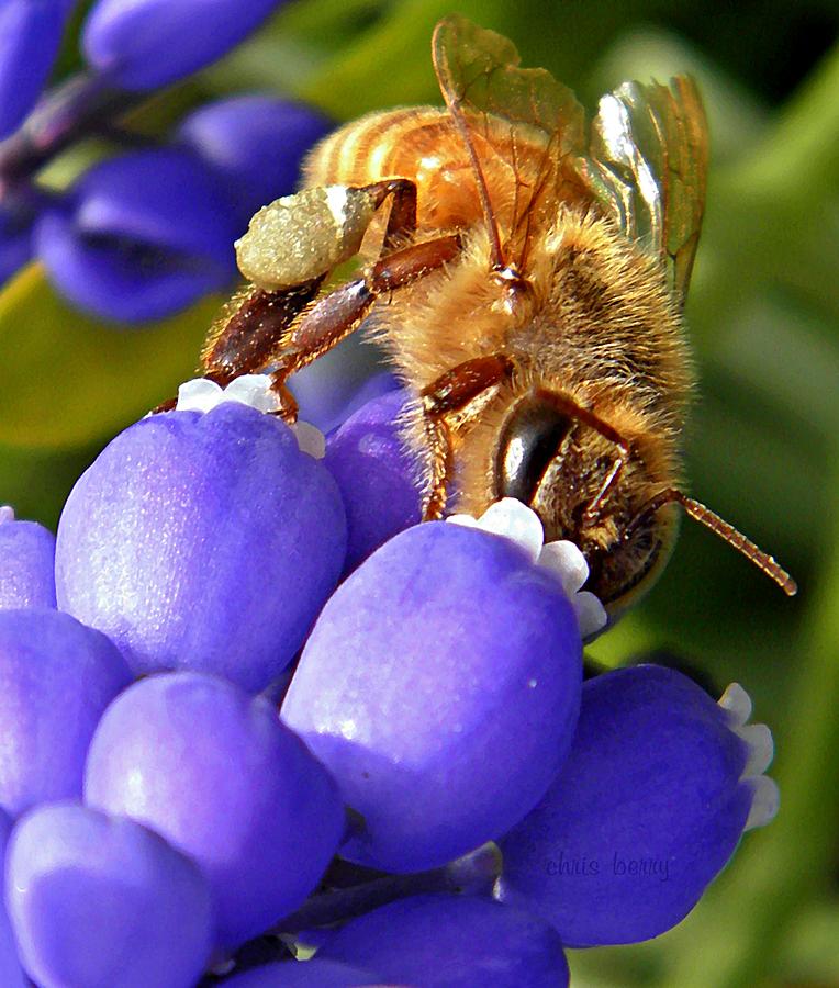 Nature Photograph - Honeybee and Muscari by Chris Berry
