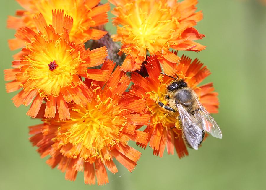 Honeybee and Orange Hawkweed  Photograph by Lucinda VanVleck