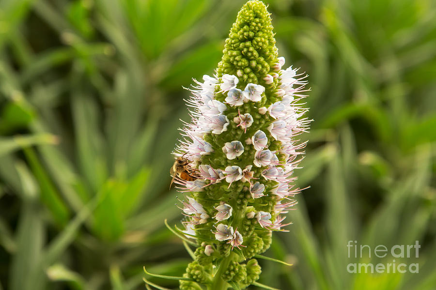 Honeybee and Pride of Madeira Photograph by Natural Focal Point Photography