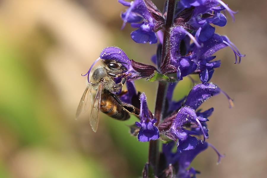 Honeybee and Salvia Photograph by Lucinda VanVleck