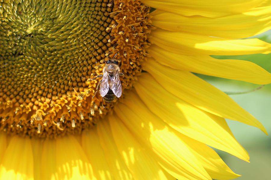 Honeybee and Sunflower 185 Photograph by Lucinda VanVleck