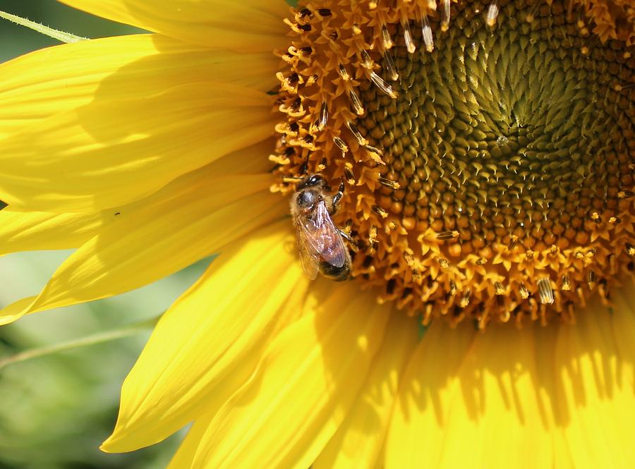 Honeybee and Sunflower 188 Photograph by Lucinda VanVleck