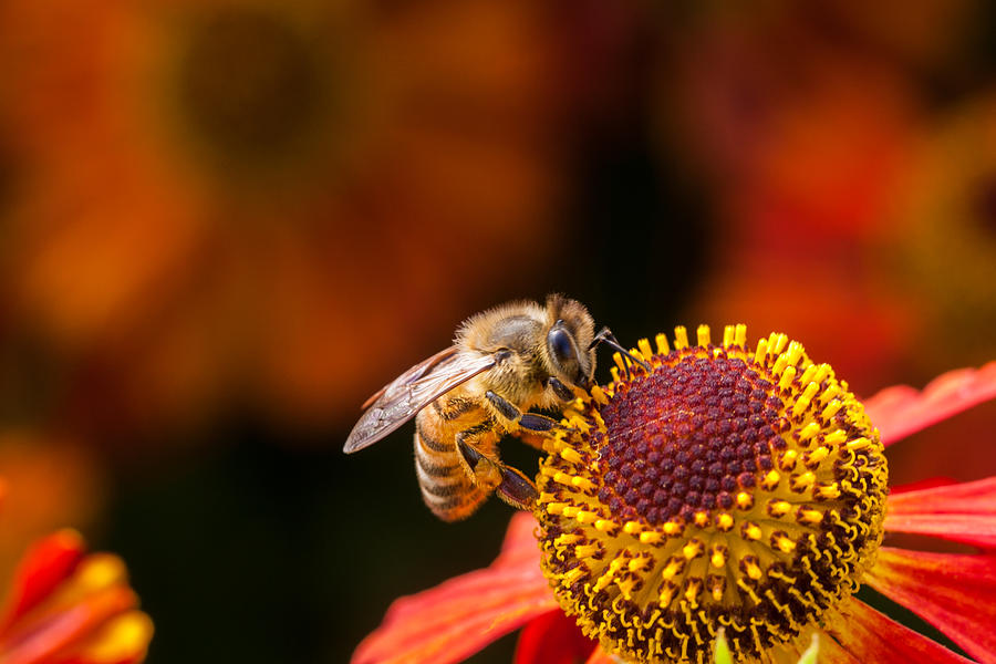 Honeybee at Work Photograph by Jurgen Lorenzen