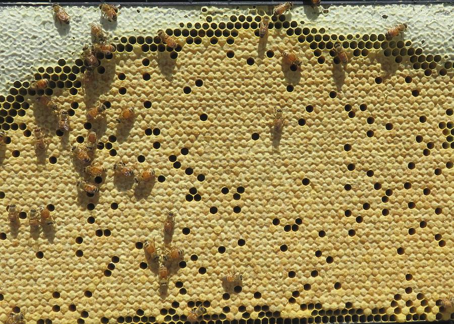Honeybee Brood Frame Photograph by Lucinda VanVleck