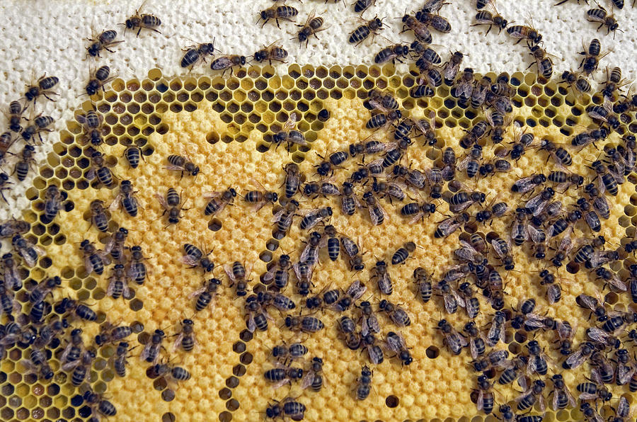 View Of Honeycomb Of The Honey Bee by Simon Fraser/science Photo