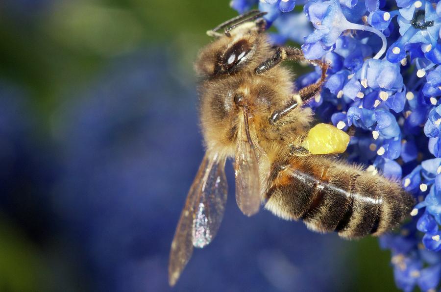 Ceanothus Photograph - Honeybee Collecting Pollen by Sinclair Stammers