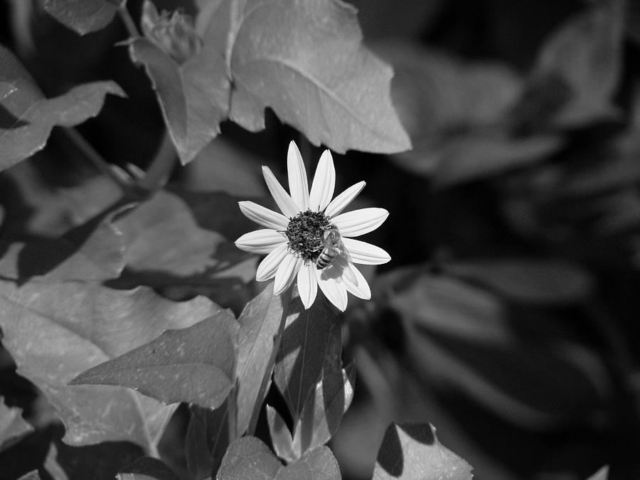 Honeybee Photograph by David Weeks