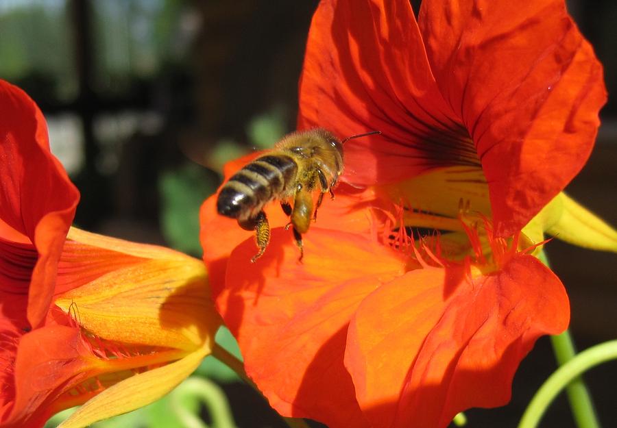 Honeybee Entering Nasturtium Photograph by Lucinda VanVleck
