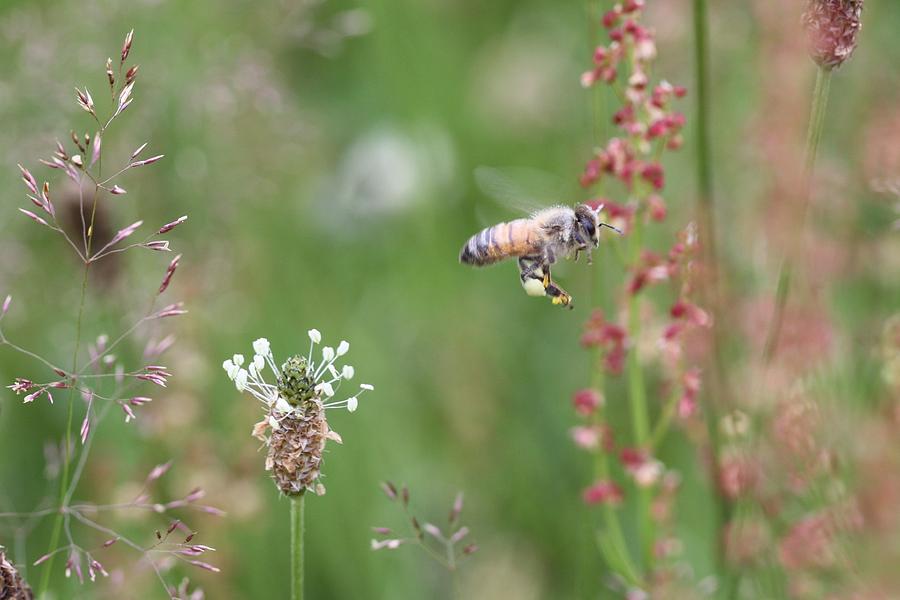 Honeybee Flying in a Meadow Photograph by Lucinda VanVleck