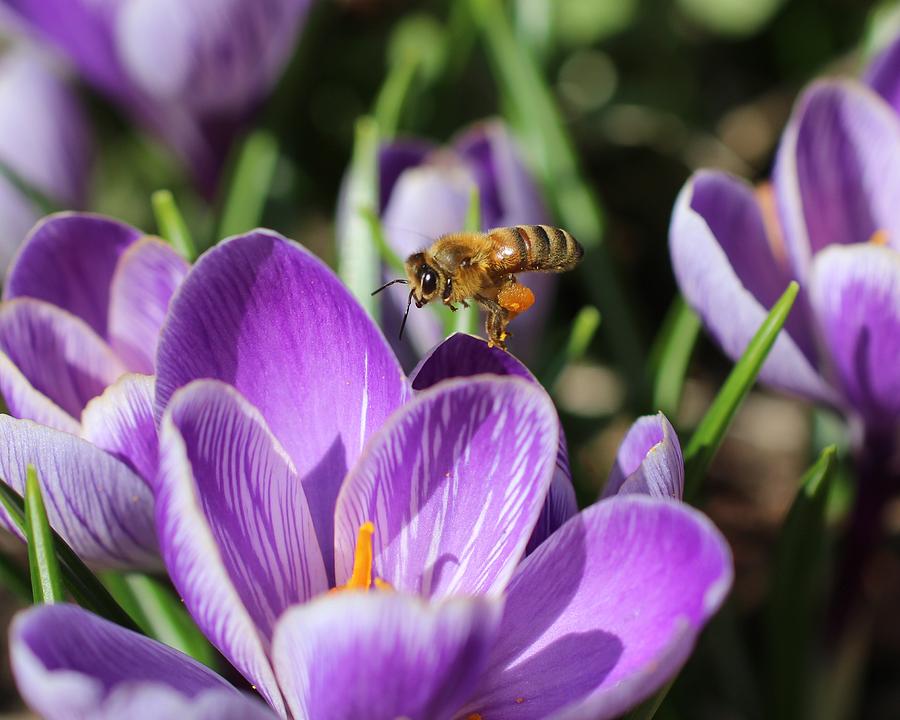 Honeybee Flying Over Crocus Photograph by Lucinda VanVleck