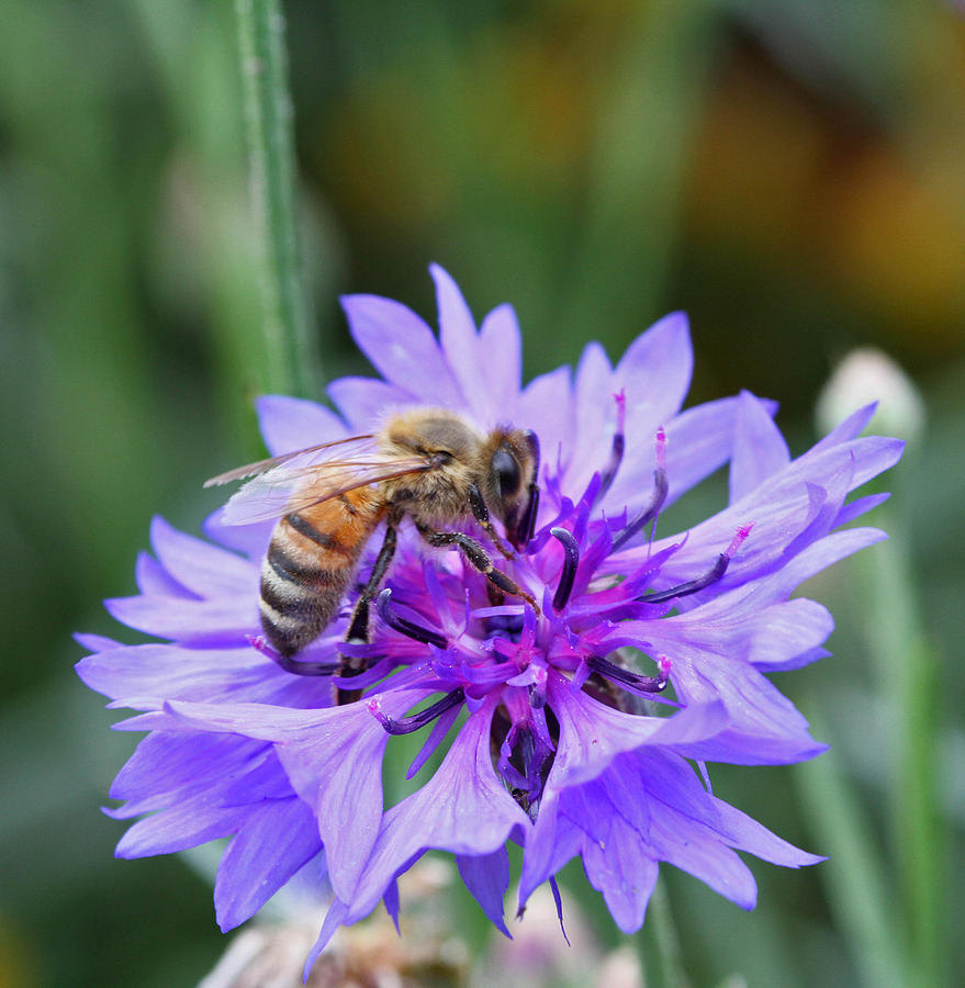 Honeybee Photograph by Gary Wing