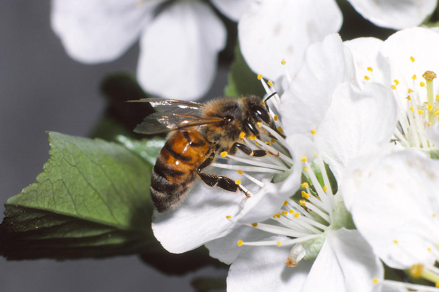Honeybee Photograph by Harry Rogers
