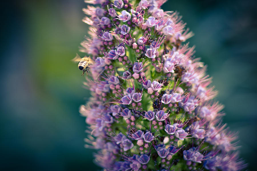Nature Photograph - Honeybee Haven  by Priya Ghose