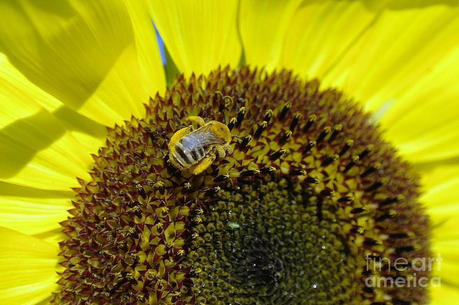 Honeybee In A Sunflower Photograph