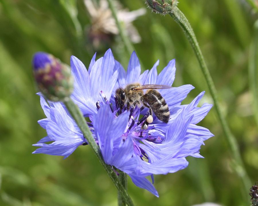 Nature Photograph - Honeybee in Bachelors Button by Lucinda VanVleck