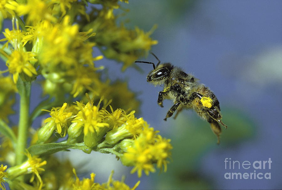 Animal Photograph - Honeybee In Flight by ER Degginger