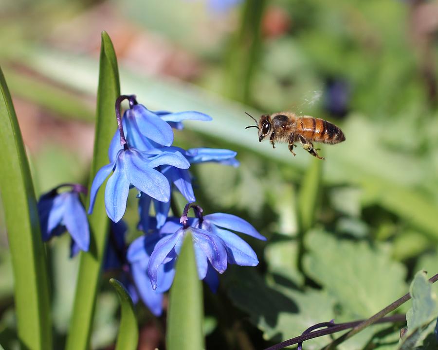 Honeybee in Flight Photograph by Lucinda VanVleck