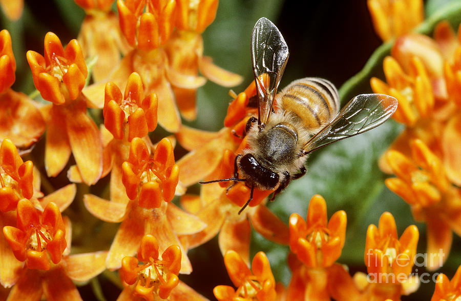 Wildlife Photograph - Honeybee by Larry West