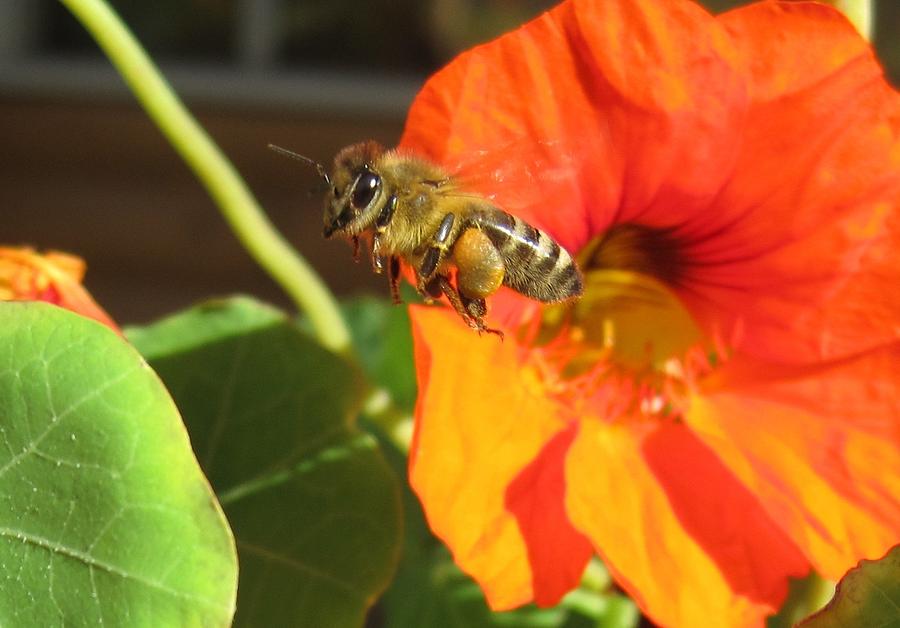 Honeybee Leaving Nasturtium with a Full Pollen Basket Photograph by Lucinda VanVleck