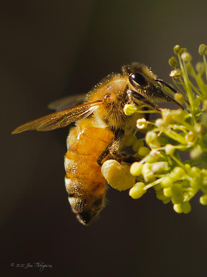 Honeybee Loading Up Photograph by Jim Thompson