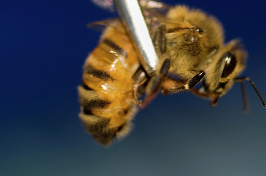 Wildlife Photograph - Honeybee by Louise Murray/science Photo Library