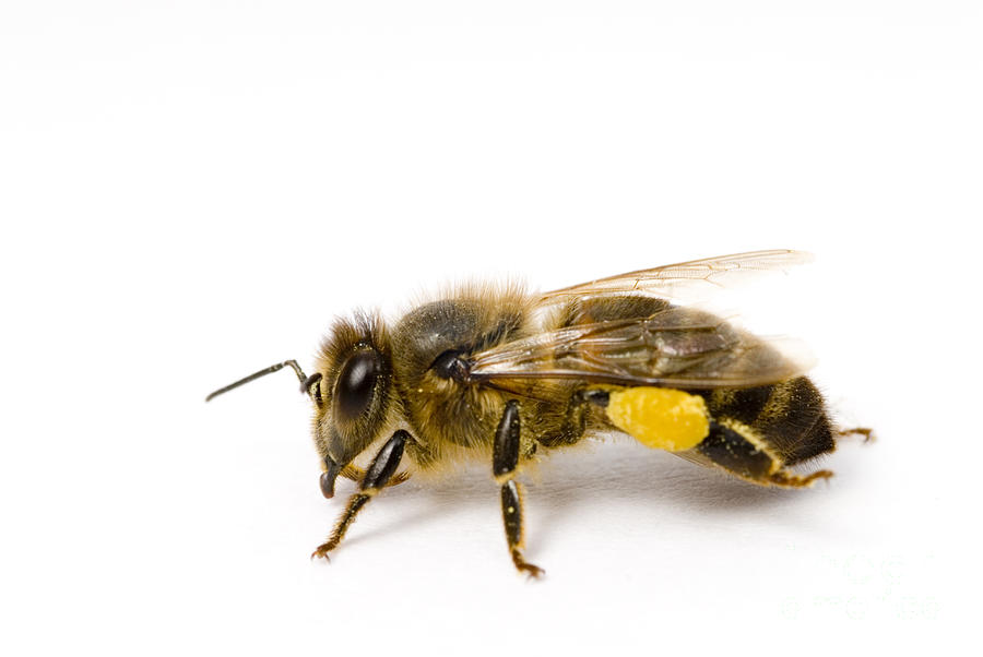 Insects Photograph - Honeybee by Mark Bowler