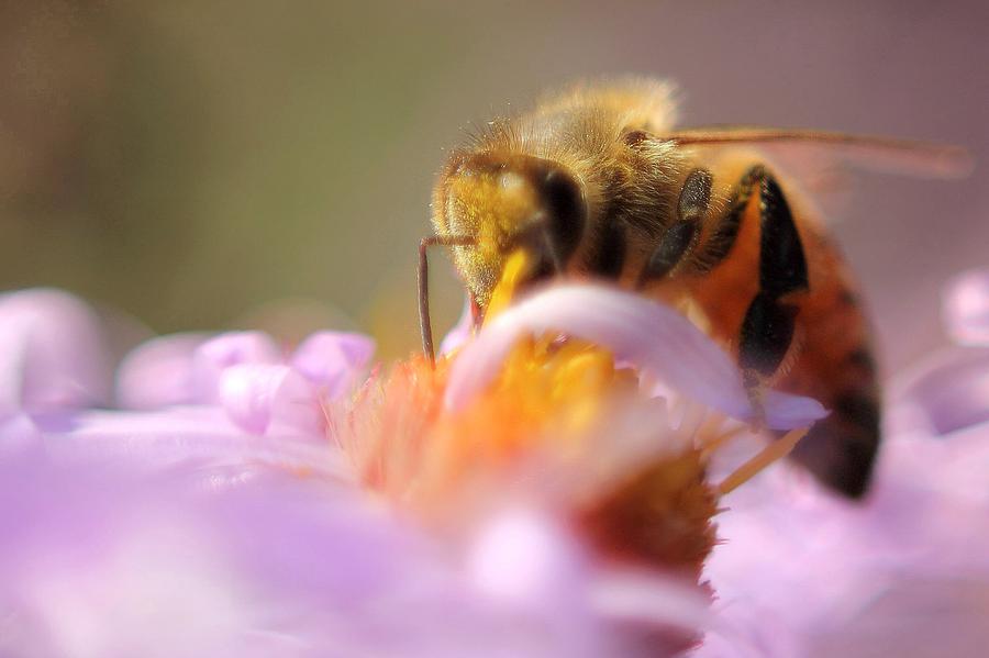 Honey Bee  Photograph by Angela Murdock